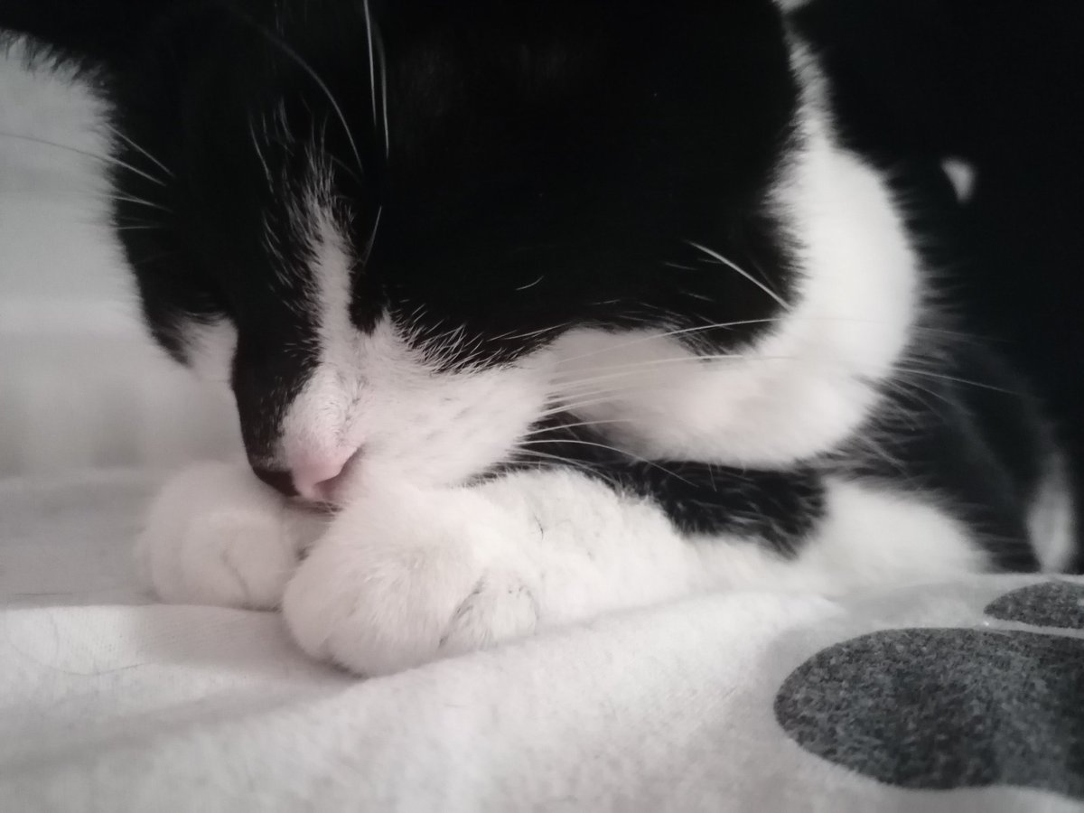 Look at my cat 🕺