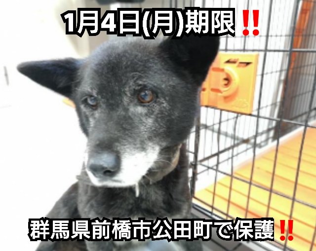 前橋保健所収容犬のtwitterイラスト検索結果 古い順