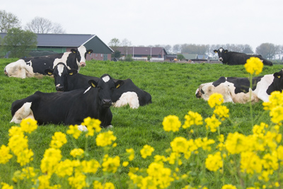 Grote groep wil best natuurvriendelijk boeren @HensRunhaar1 @Veeteelt_nl  edepot.wur.nl/537260