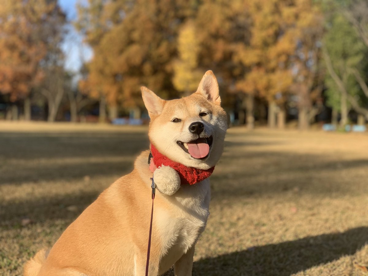 yamada jiro as doggoーa very much needed thread