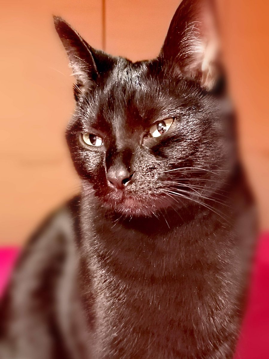 *floods your timeline with cat pics to counterbalance the doom stuff*