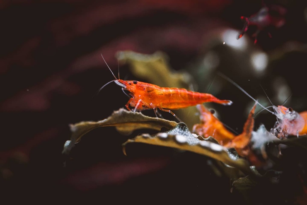 dvux's tweet photo. underwater macro experiences... (1)
.
#orangesakura #neocaridina #shrimp #aquascape #nano
#macrolens #macrophotography #macro_perfection #macro_vision #macroshot #macrolover #macrolicious #macromood #macromania #a6000 #sigma105mm https://t.co/r7BtehYb2V https://t.co/IdKrPumAPu