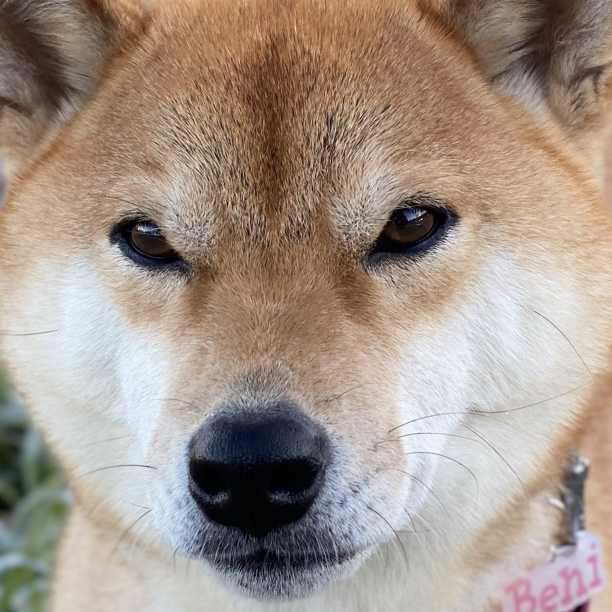 yamada jiro as doggoーa very much needed thread