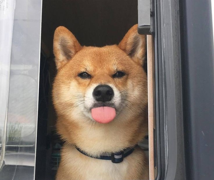 yamada jiro as doggoーa very much needed thread