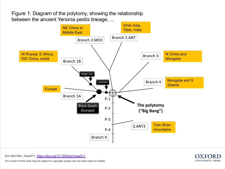 Here's fig 1 from 4BDs, now marked up (in orange) to show the geography of the different branches of the Y. pestis phylogenetic tree. As you can see, the European Black Death (documented from aDNA) is not the central "event." The Big Bang is. 4/n
