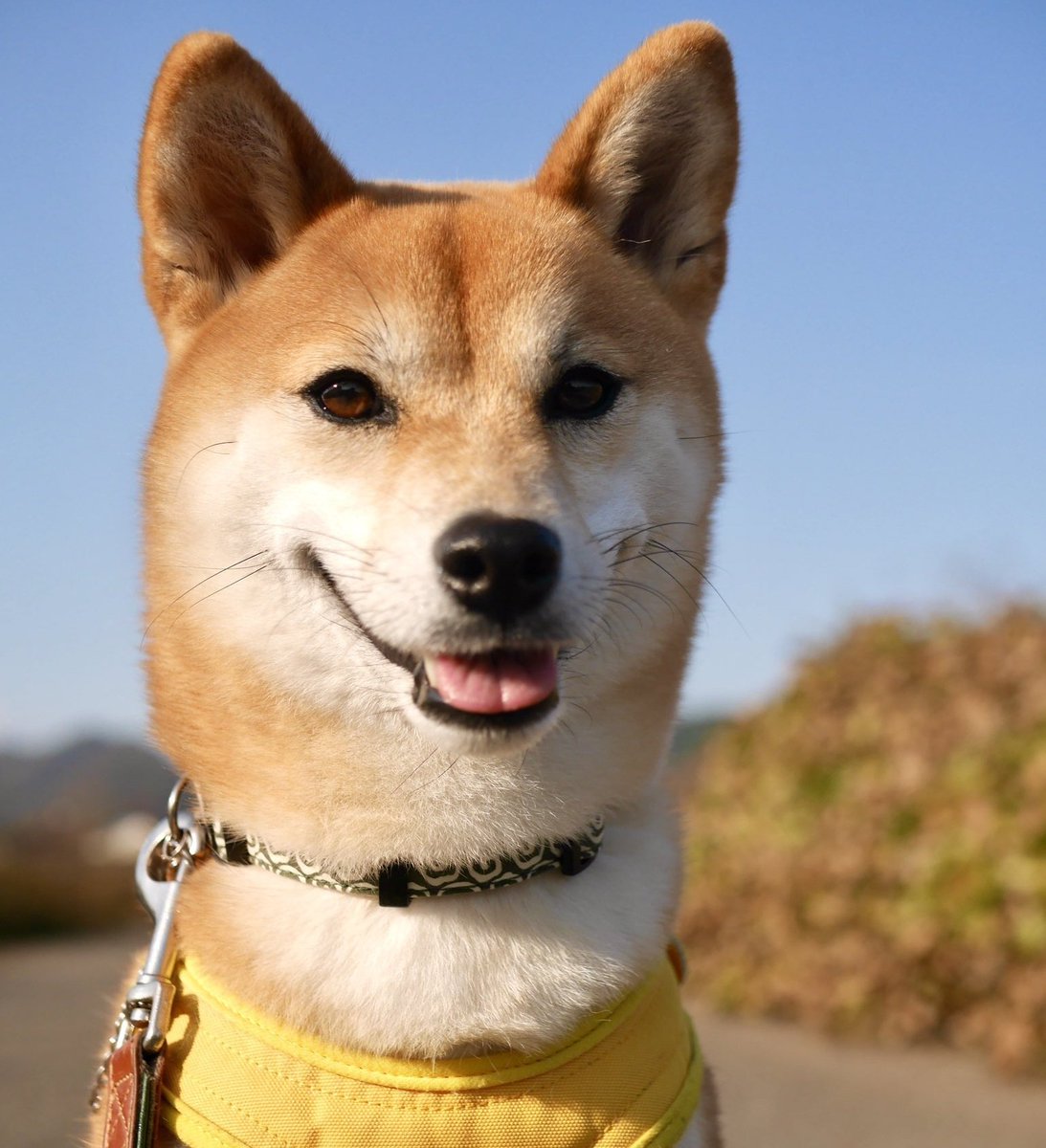 yamada jiro as doggoーa very much needed thread