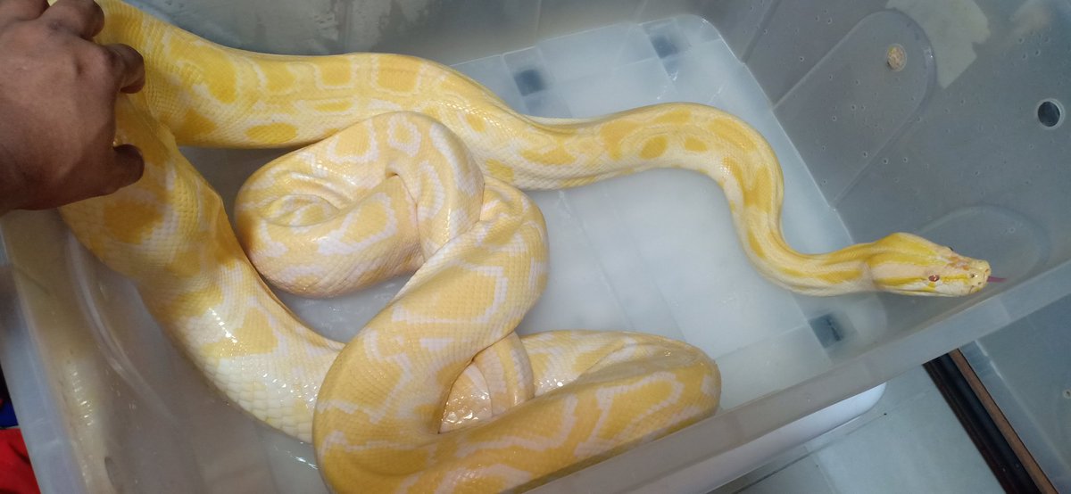 Mahadi Mahadi64176344 Twitter