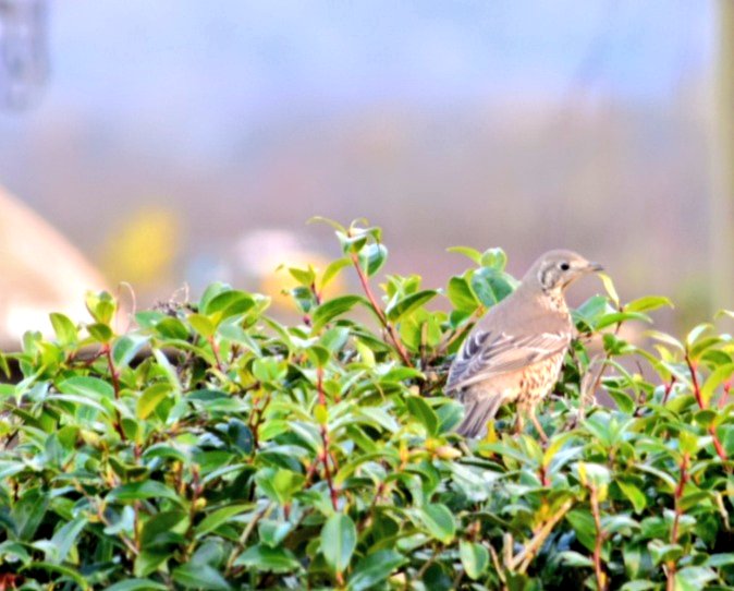 broightergold's tweet photo. I snapped these two lovely little birds this morning in the garden. Not a fab photo as its through our "wet" patio doors. 

So, who can tell me what they are? I  #mistlethrush #thrushbird @RSPBNI  @JillyDougan @Bird_Fan1 @farmerkaney @BallywalterPark https://t.co/BQf48Q5IT1