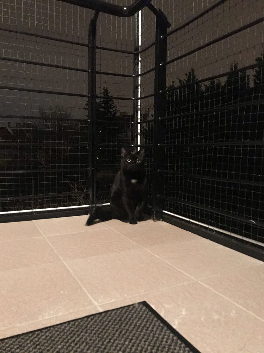 nkaaa's tweet photo. Pont most van 2 éve, hogy a Cat-Flow Macskamentőktől örökbe fogadtuk ezt a kis szerencsecsomagot. Bár a kezdeti orvosi költségeiből kijönne egy használtautó és az elkerülő kötődése a mai napig mit sem változott, rengeteg felejthetetlen pillanatot adott már nekünk. 😸 #helloLuna https://t.co/4lz6JNflY5