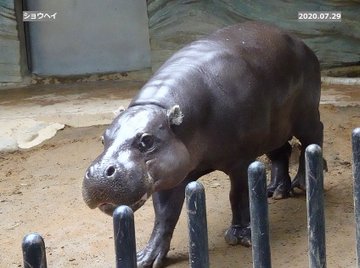 コビトカバが見られる動物園はどこ 世界三大珍獣って知ってる 小さな一歩