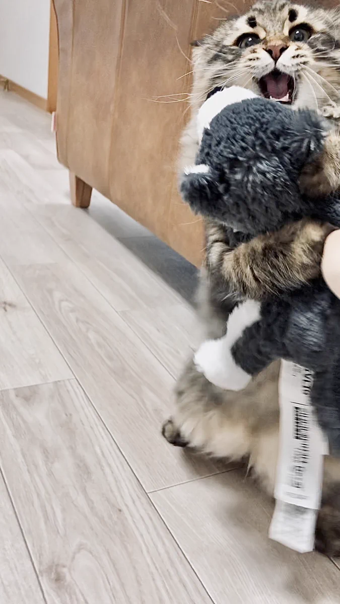 犬のぬいぐるみを見て、なぜかテンションが爆上がりの猫！