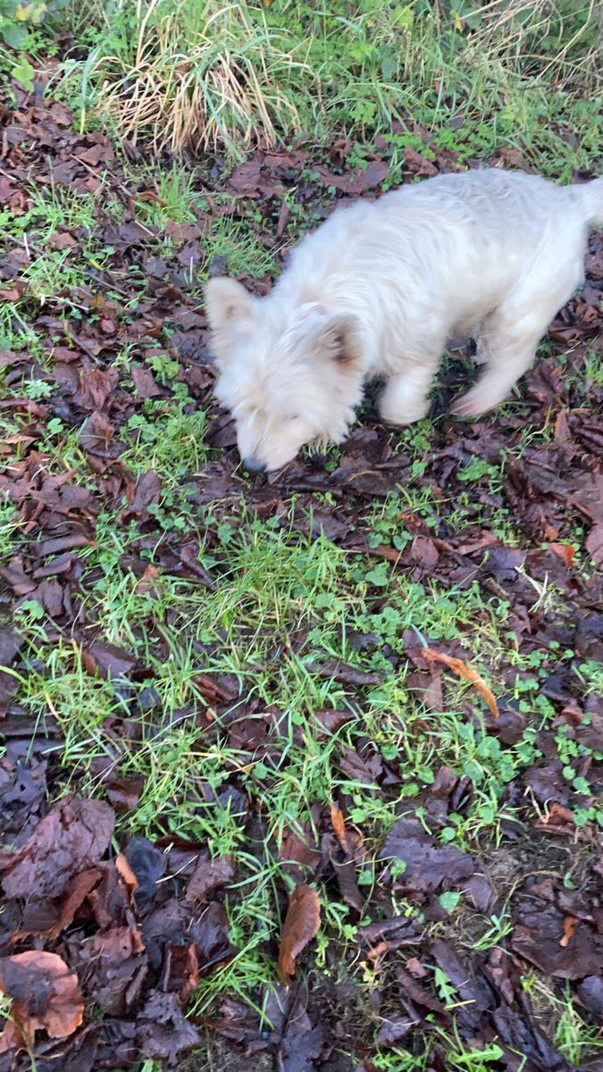 Can Kildare people RT please? Lost in Carton Avenue, bringing to vets by Tesco