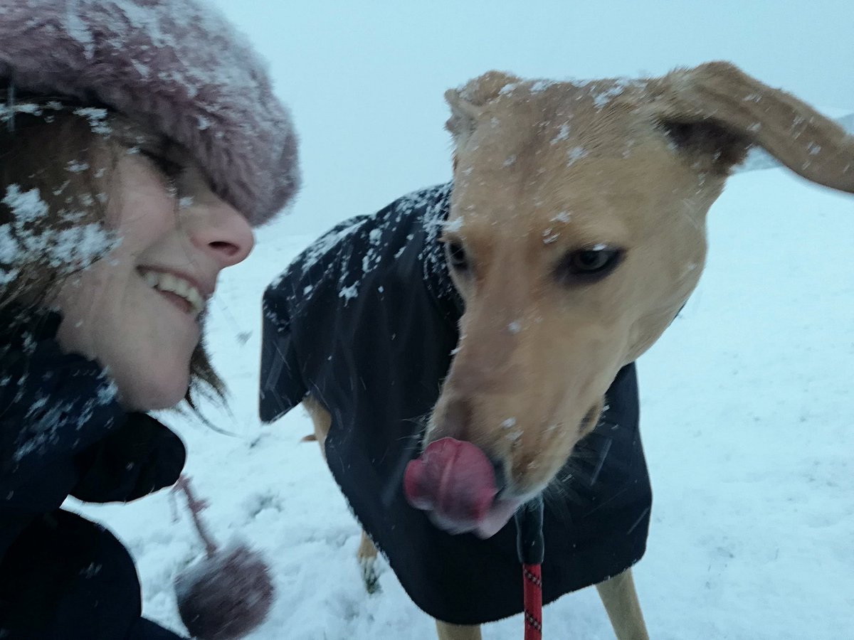 All fun in the snow today. Brings such a quiet to the world. #lurcherlove #zoomiesinthesnow