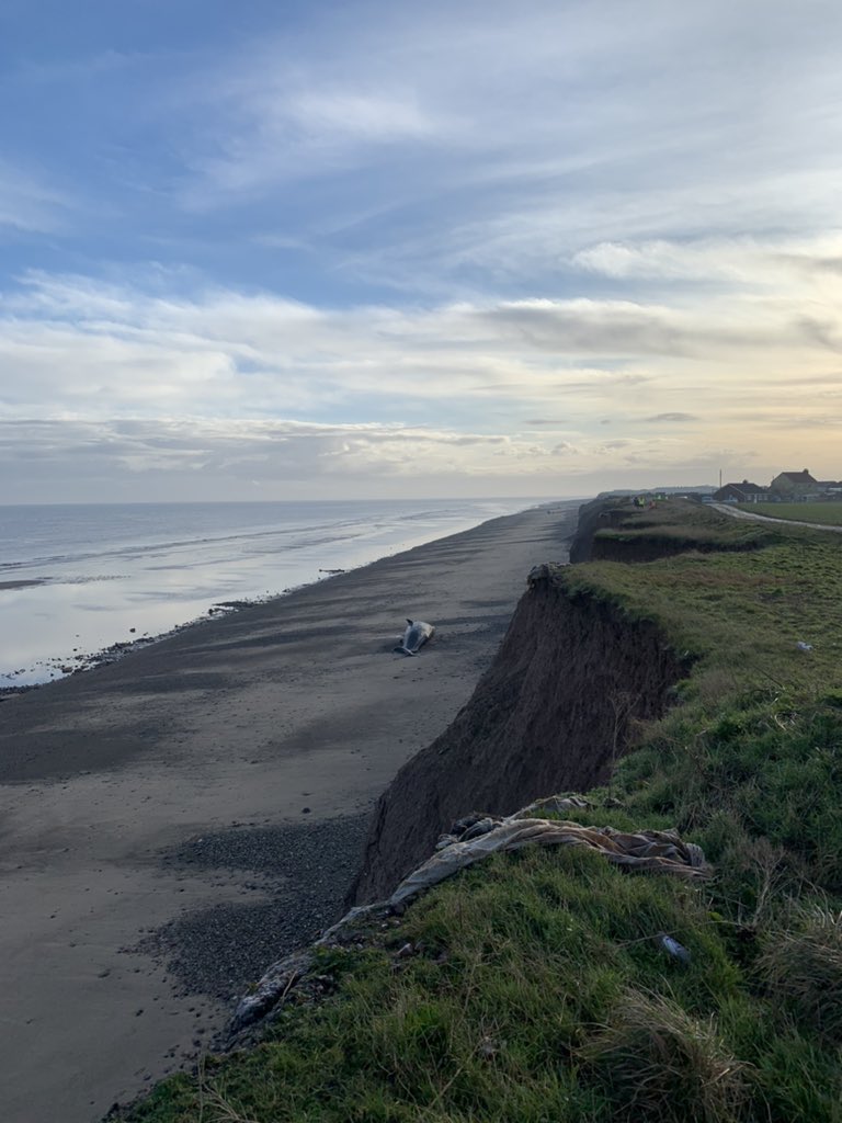 Back to the beaches today. Three of five sampled yesterday- with the last two now with  @Perkins16Matt and colleagues from  @BdmlrYorksLincs and  @RSPCA_official  #CSIoftheSea