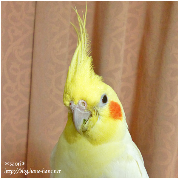オカメインコのtwitterイラスト検索結果