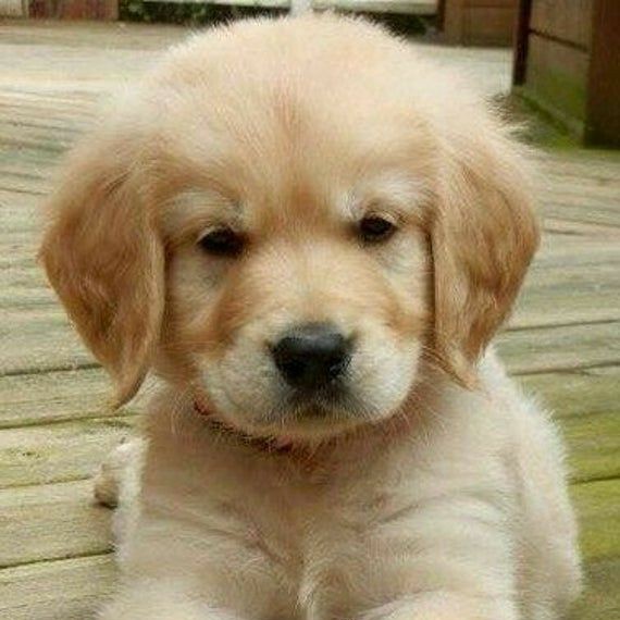 Yuji Itadori as a Golden RetrieverA thread: