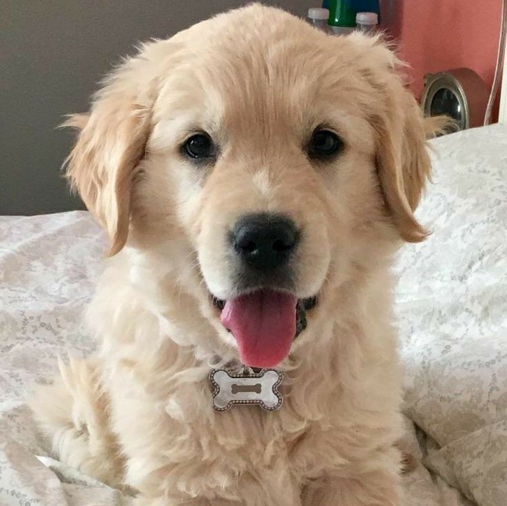 Yuji Itadori as a Golden RetrieverA thread: