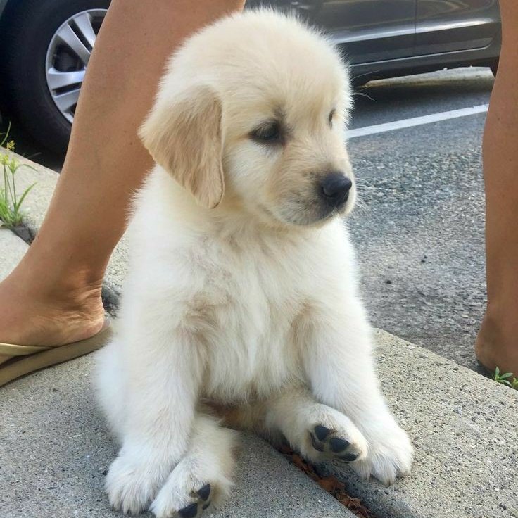 Yuji Itadori as a Golden RetrieverA thread: