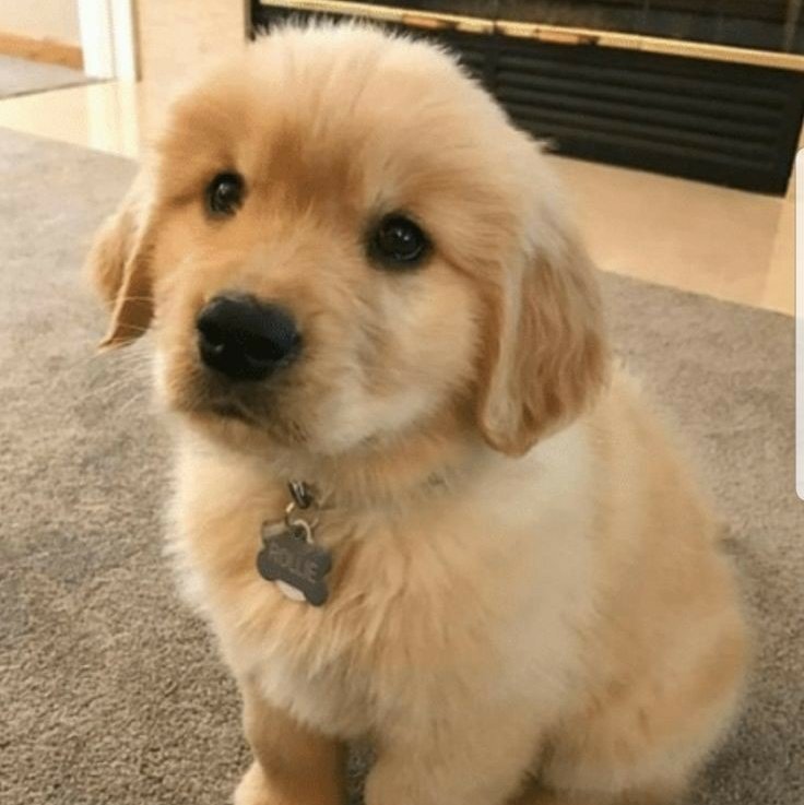 Yuji Itadori as a Golden RetrieverA thread: