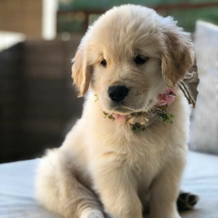 Yuji Itadori as a Golden RetrieverA thread: