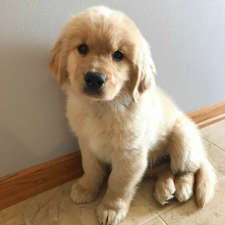 Yuji Itadori as a Golden RetrieverA thread: