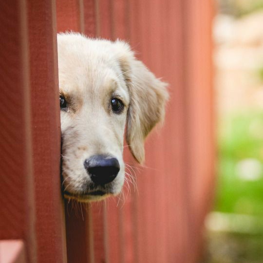 Yuji Itadori as a Golden RetrieverA thread: