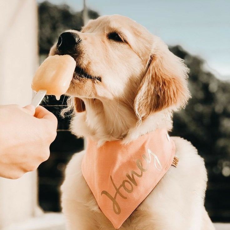 Yuji Itadori as a Golden RetrieverA thread: