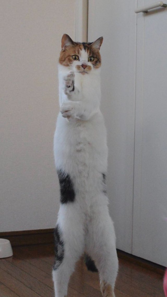 TranslatedCats's tweet image. I can't go to my wife anymore