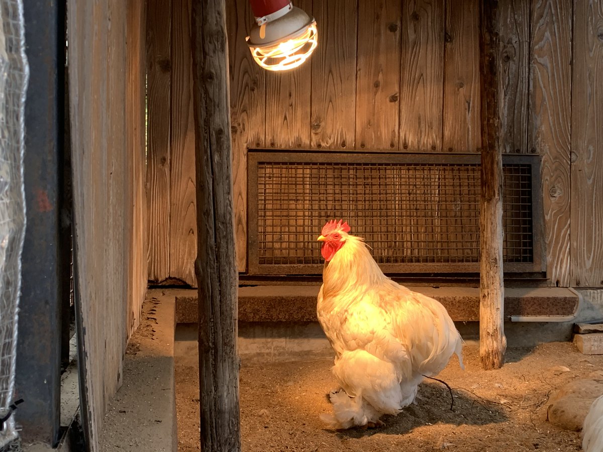 ニワトリ ニワトリ - 畜産用語辞典