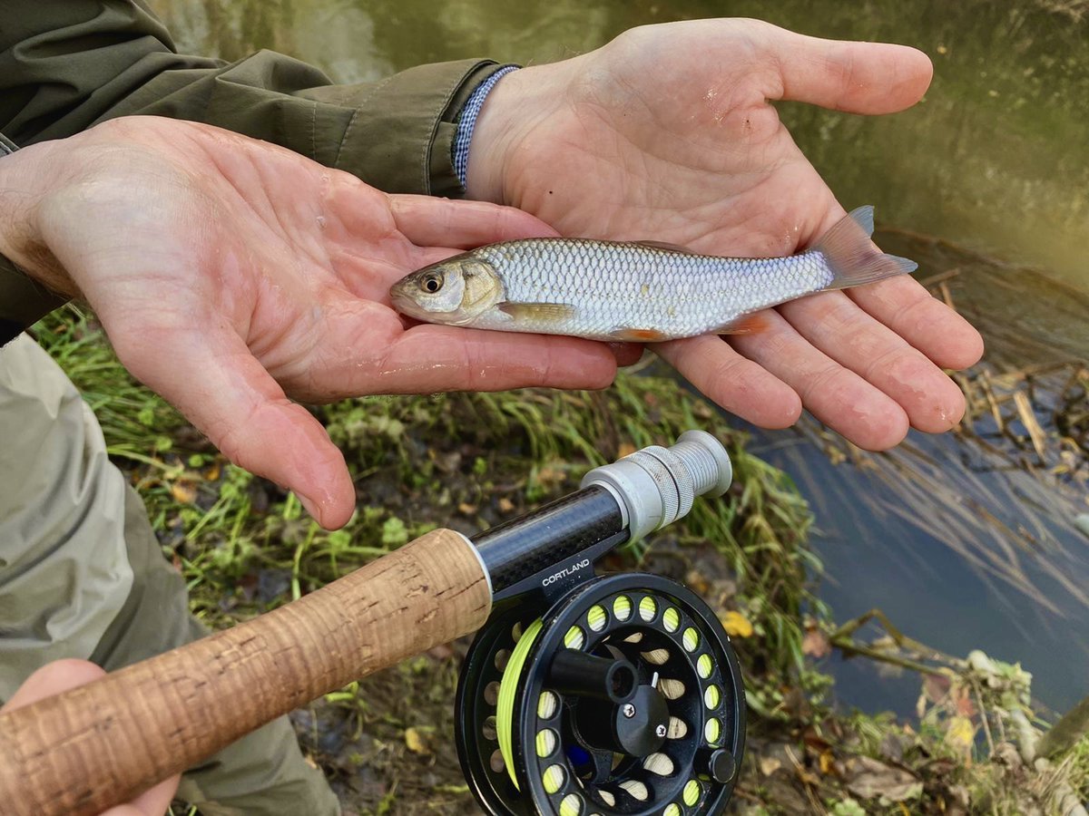 fishing_schools's tweet photo. Sometimes the smallest of fish can be the most joy.
We hope you are enjoying this festive break. Stay safe and we hope to see you on the river bank again soon.
#FishingForSchools #EducationThroughAngling #Fishing #Angling #CarpFishingย #Schools #Education #CourseFishing https://t.co/CgZp3CL5Xc