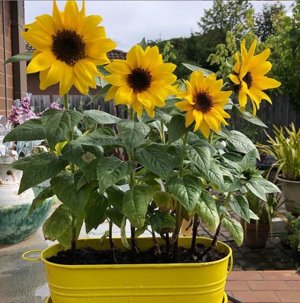 Sunflowers grown in Australia, for George who is diagnosed with myotubular myopathy, during #TheBigSunflowerProject 2020. #centronuclear #centronuclearmyopathy #myotubular #myotubularmyopathy #sunflower #sunflowers #growasunflower
