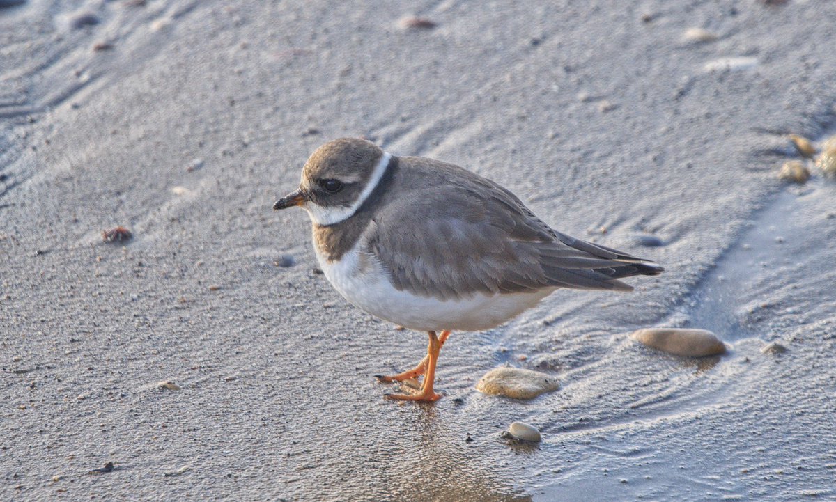 Rob Fergie tweet media