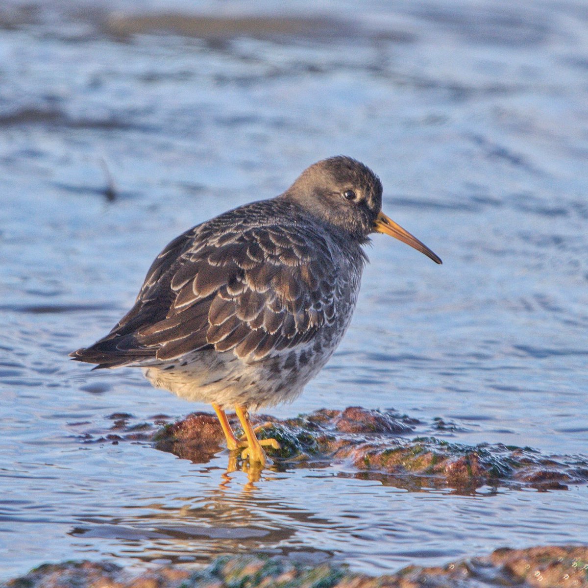 Rob Fergie tweet media