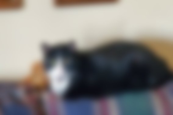 hapninjnt's tweet image. Please support my GoFundMe campaign: gofundme.com/f/harley-vet-s… @gofundme