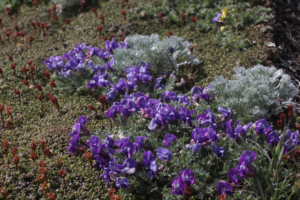 Malma38 今年の花 No 22 エゾオヤマノエンドウ Xytropis Japonica Maxim Var Sericea Koidz チベットでも非常によく似た花を見ていたので 実物を見たかった 花のつき方が違うが似ている 年7月15日 大雪山 エゾオヤマノエンドウ T Co Malma38 今年の花 No 22 エゾオヤマノエンドウ Xytropis Japonica Maxim Var Sericea Koidz チベットでも非常によく似た花を見ていたので 実物を見たかった 花のつき方が違うが似ている 年7月15日 大雪山 エゾオヤマノエンドウ T Co