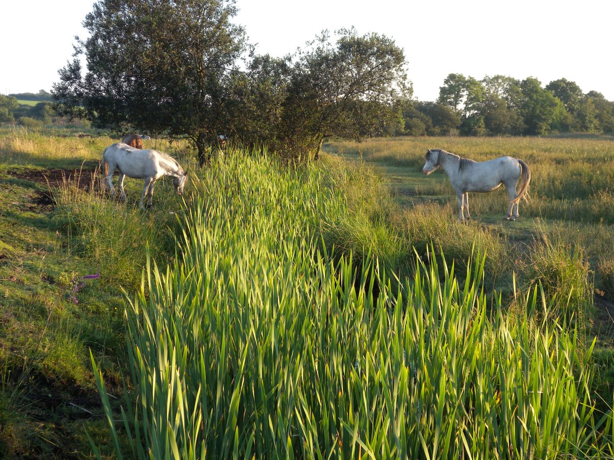 Exploring Afon  #Nodwydd  #Anglesey - The main channel in Cors Bodeilio supports a range of native aquatic plants; fish species recorded include trout, eels & sticklebacks  #StayingLocal  #Covid19  #RiversOfWales  #wetland  #fish  #nature  #conservation  #heritage  #thread  #Wales