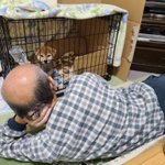 柴犬が可愛すぎる!飼って3日でダメになった父親の姿が面白い!