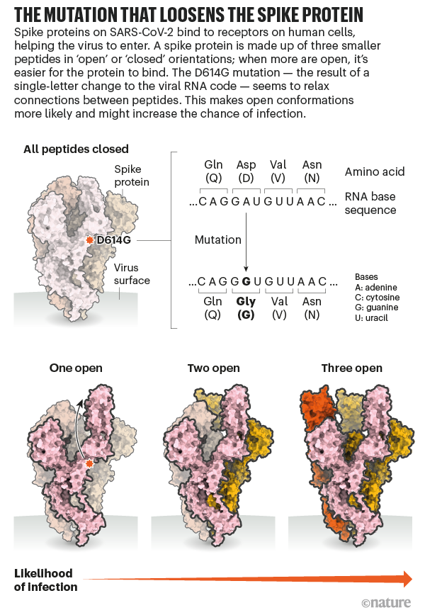 4. Changes in the spike protein (what the virus uses to hack into cells) have already shown to increase contagiousness. This happened early during the pandemic.