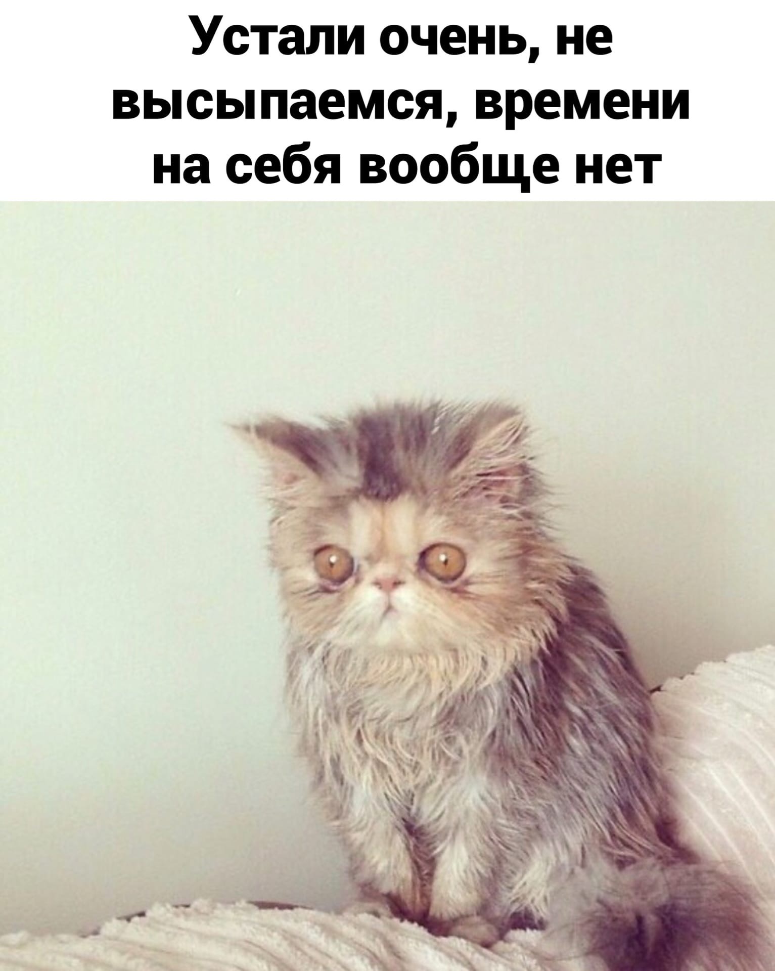 Снится в понедельник
