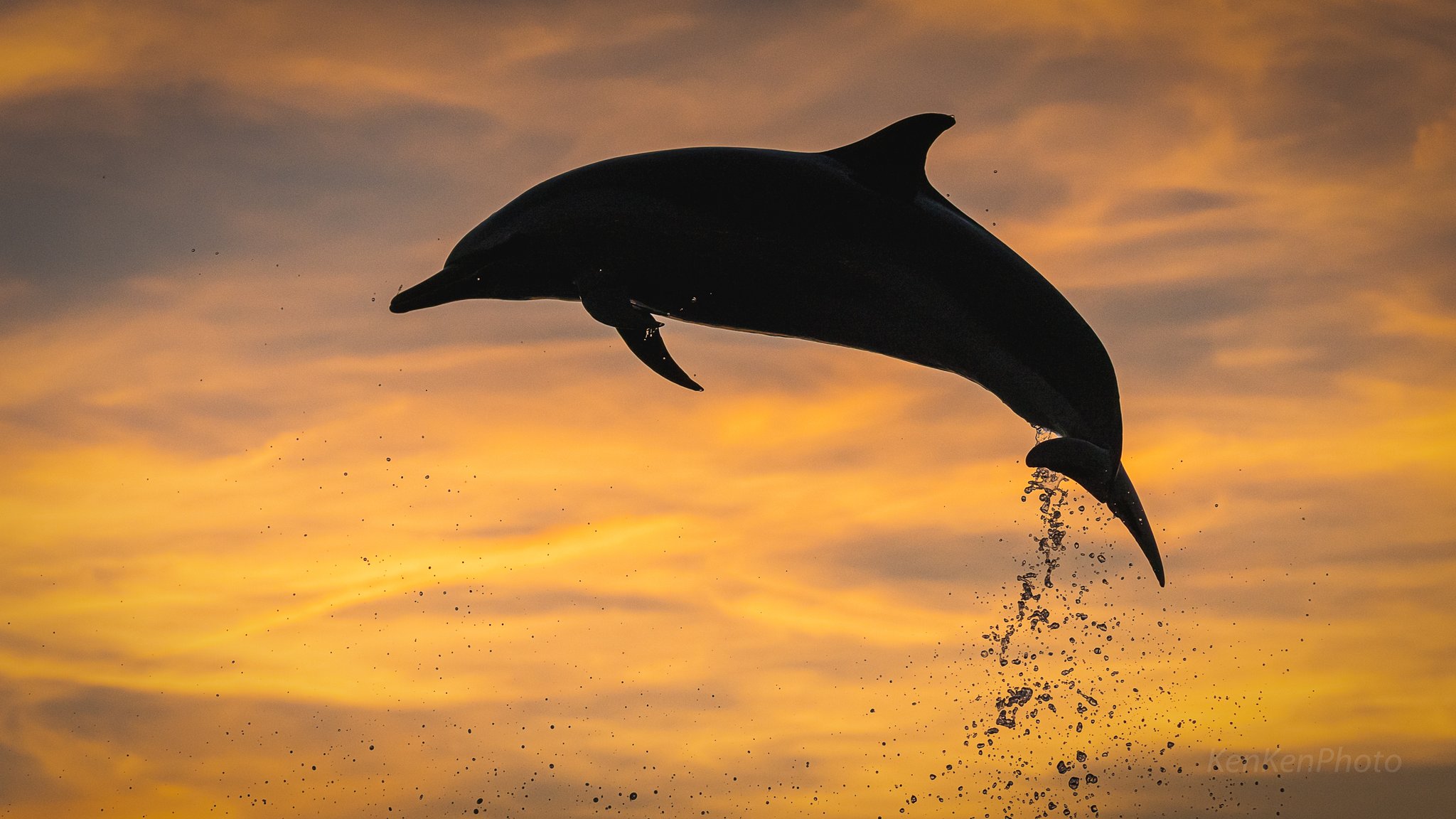 Kenken على تويتر 下半期を写真４枚で振り返る 1 Ufoラインと星空 高知県 2 夕方の空をバックに飛ぶイルカ 香川県 3 レトロな雰囲気が最高な銀山温泉 山形県 4 東京夜景 千葉県から撮影 東京カメラ部