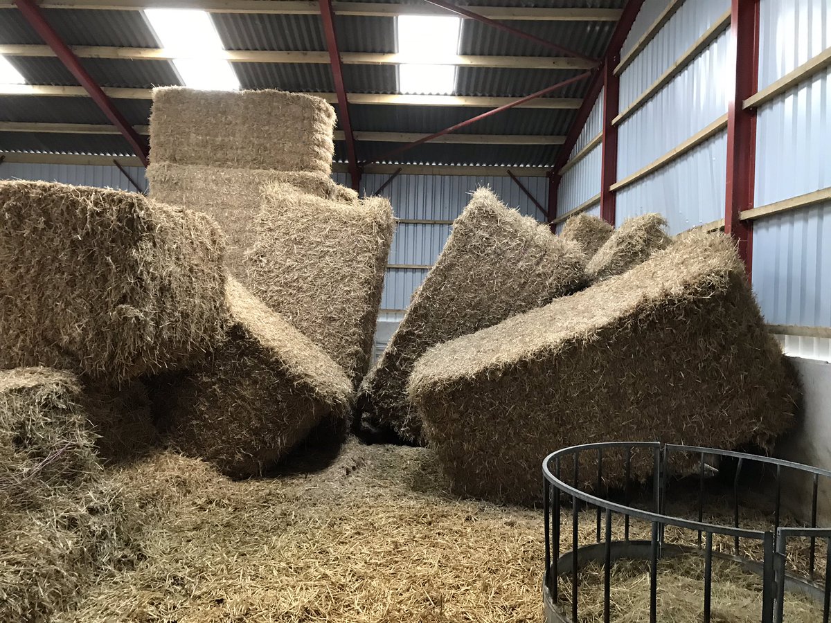 fedwarian's tweet photo. Back to normality with a little calf, first load in the @CollinsonAgri bin, straw decided to move themselves (nothing to do with undermining and the driver!🤦‍♂️) at least the rocking horse is secure! 😏 https://t.co/EiYiRNleOW