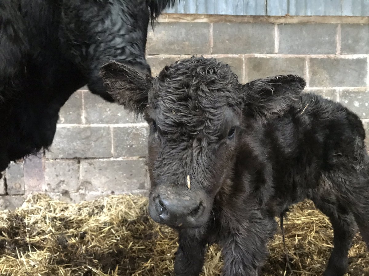 fedwarian's tweet photo. Back to normality with a little calf, first load in the @CollinsonAgri bin, straw decided to move themselves (nothing to do with undermining and the driver!🤦‍♂️) at least the rocking horse is secure! 😏 https://t.co/EiYiRNleOW