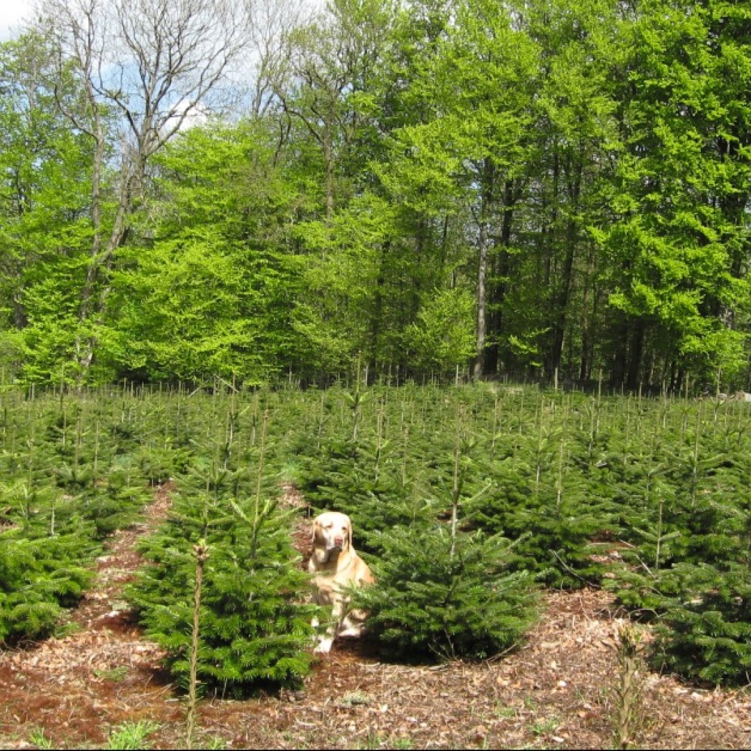 In Europa gibt es ca. 120.000 ha Anbaufläche für Weihnachtsbäume. Deutschland hat mit 25 Prozent die größte Anbaufläche, danach kommt Dänemark mit 20 Prozent, Polen mit 11 Prozent, Großbritannien mit 10 Prozent und Frankreich mit 8 Prozent.