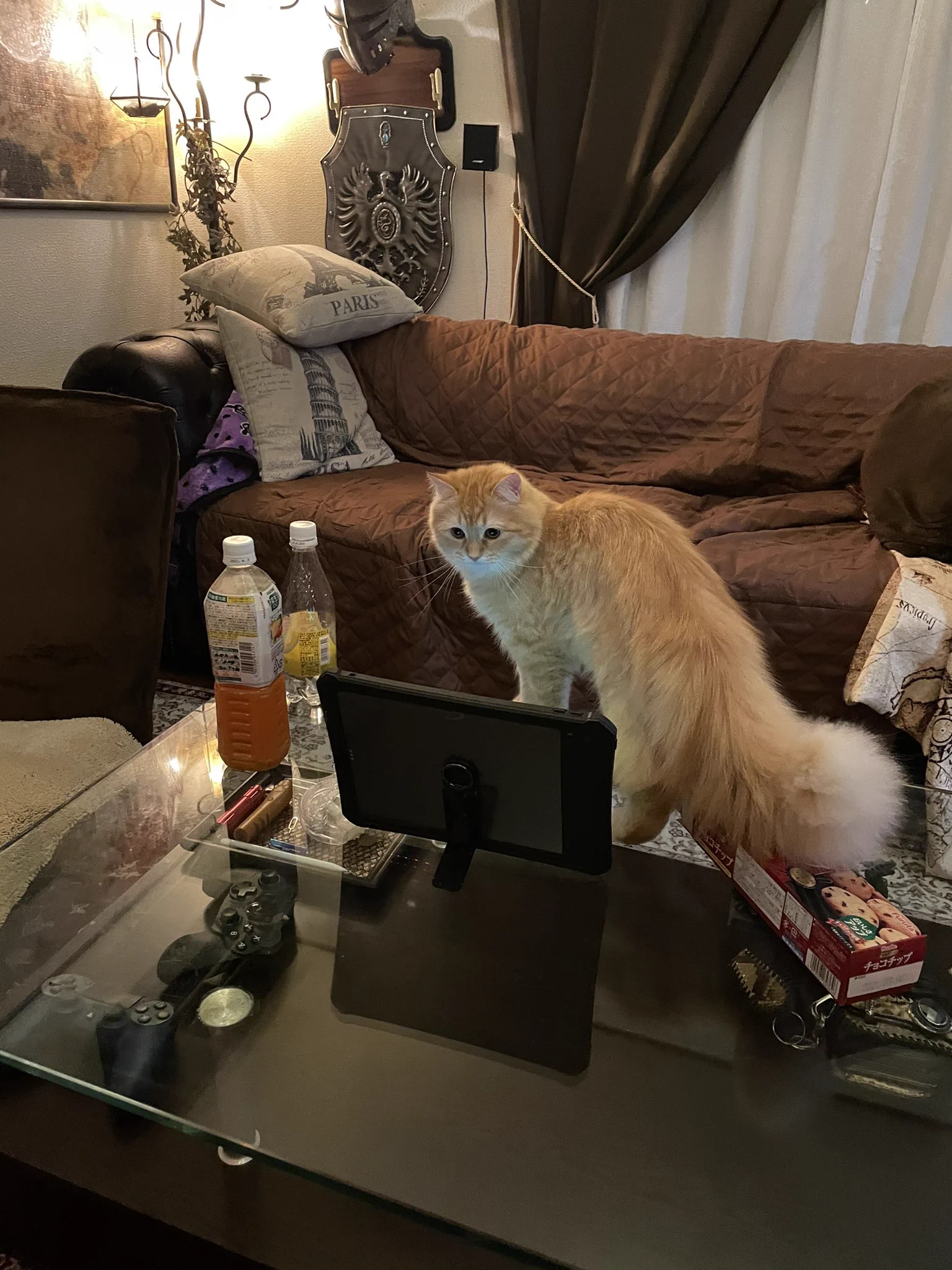 トイレに行っている間に？ネコによってオンライン飲み会が盛り上がるwww