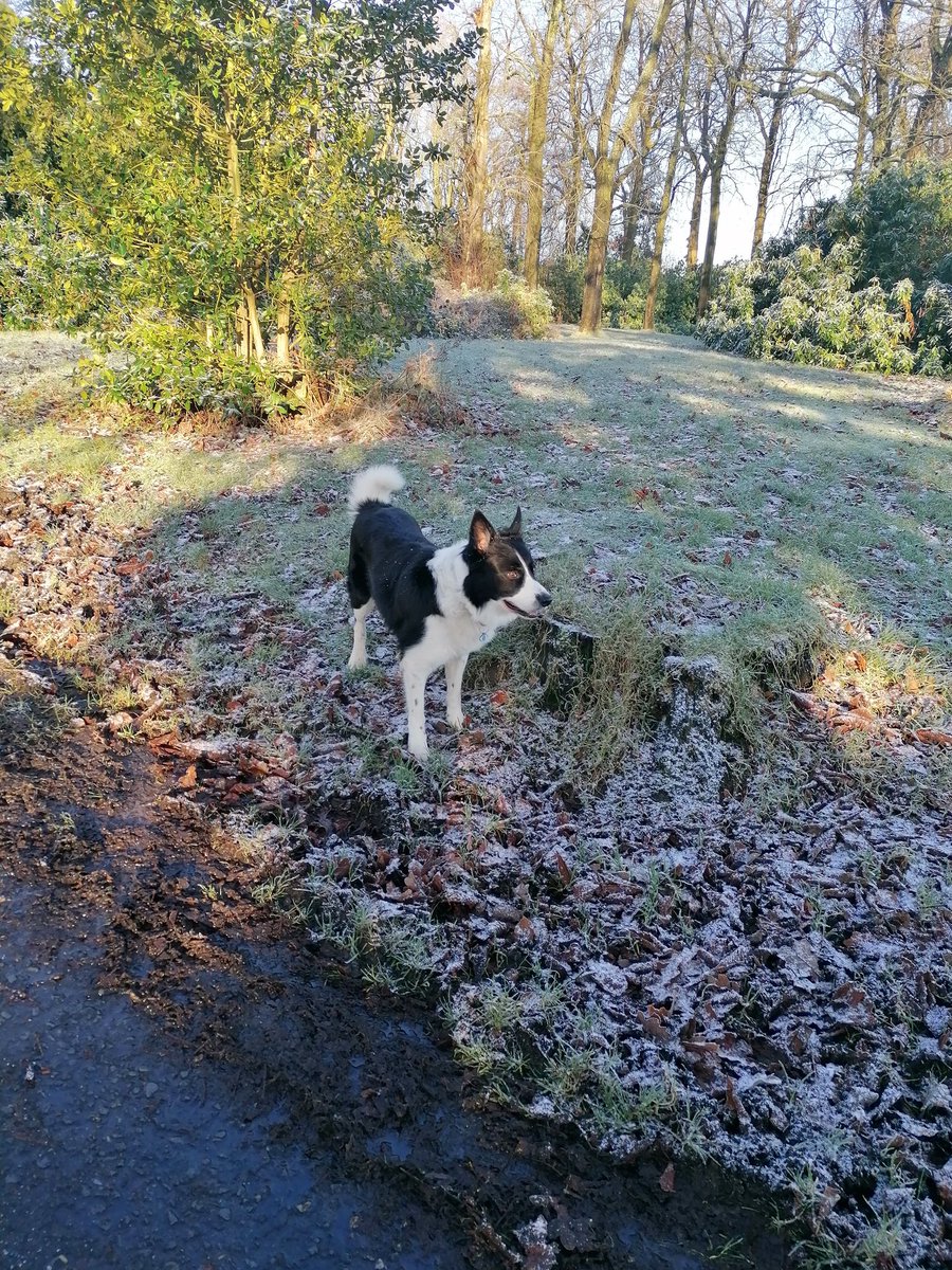 evelynbarr102's tweet photo. Brrrrrrr.... Its a bit chilly out....
#chillywalk
#dognotbothered https://t.co/LbNJMvL2nX