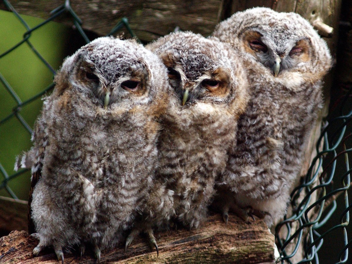 Have you visited the <a href="/HawkConservancy/">Hawk Conservancy Trust</a> ? Conservation for birds of prey that offer a great day out!

From handling a bird of prey to watching a flying show or attending a special event there are lots to enjoy. 😍🦅

Plan now, Visit later!

Click: hawk-conservancy.org/events/