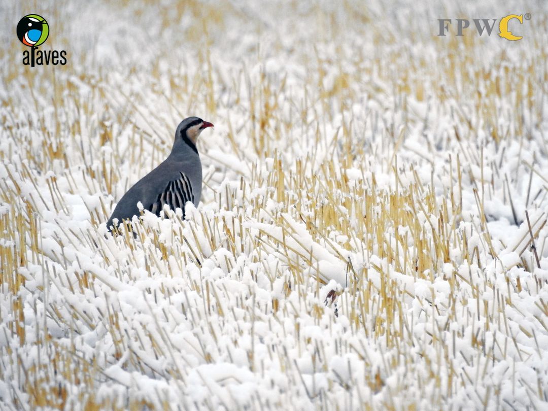 SedaYan4's tweet photo. Chukar; photo by Tigran Andreasyan
#birds #birdwatching #Armenia #ArAves https://t.co/a4sXOkk26S
