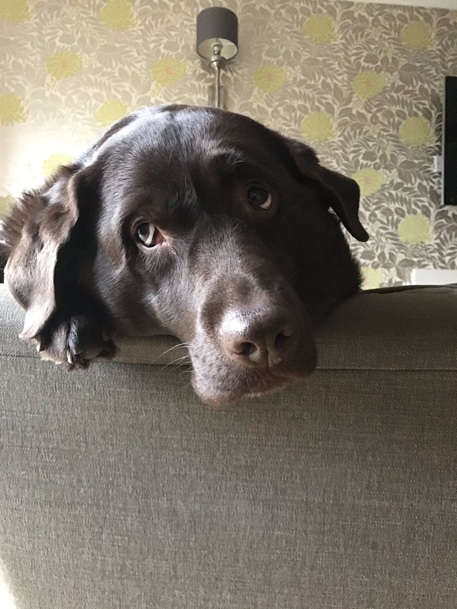 Does dis lockdown fing mean no zoomies ?