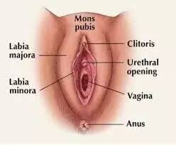 Vulva Anatomy 101. It’s a THREAD. Send this to a Nigerian man today. This is a diagram of the vulva. The entire area is not referred to as the vagina. The vagina is the canal as you can see displayed below.