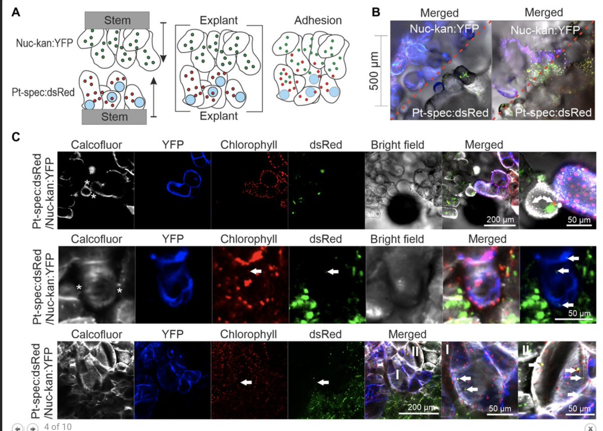 Now the EU and Organic Standards must consider banning 'grafting' of plants as new research shows that plant cells exchange plastids between grafted tissues, and thus technically generate GMOs!
H.t. Chad Niederhuth 

advances.sciencemag.org/content/7/1/ea…